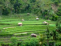 Pražská integrovaná doprava chystá informační středisko na Bali