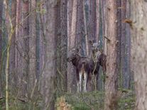 Populární los Emil stále žije. Turisté ho zahlédli na Šumavě, byl bez paroží