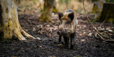 Za škody v přírodě nemůžou vlci, ale prasata, vzkazují ochránci myslivcům