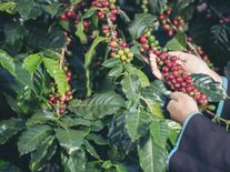 Robusta bude muset stačit. Svět se připravuje na budoucnost bez kvalitní kávy