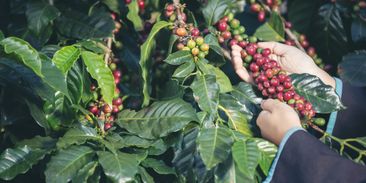 Robusta bude muset stačit. Svět se připravuje na budoucnost bez kvalitní kávy