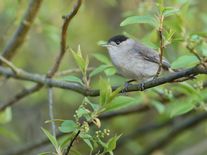 Z otevřené krajiny zmizelo 40 % ptáků. Ornitologové vysvětlují proč