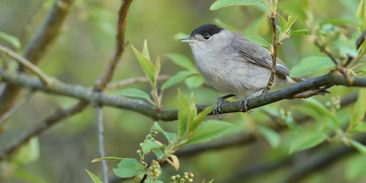 Z otevřené krajiny zmizelo 40 % ptáků. Ornitologové vysvětlují proč