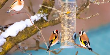 Začíná Ptačí hodinka. Zapojte se do sčítání ptáků, pomůžete vědě i přírodě