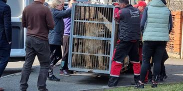 Nelegálně držené lvice a pumy našly dočasný domov. Zachránilo je záchranné centrum