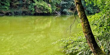Naděje pro české řeky: Čistírny budou muset odstraňovat látky, které škodí rybám i lidem