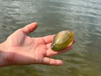 Slapy ustupují, škeble zůstávají na suchu. Ochránci potřebují další pomoc