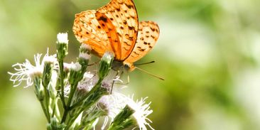 Klimatická změna vyhnala z původního domova už každého desátého motýla