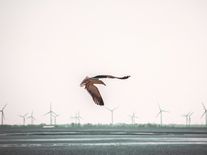 Ptáci se naučili žít s větrnými elektrárnami. Větší riziko jim hrozí od koček