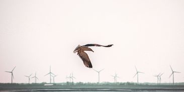 Ptáci se naučili žít s větrnými elektrárnami. Větší riziko jim hrozí od koček