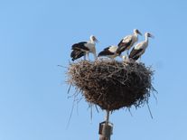 Čapí ráj to na pohled. Majestátní ptáci v Česku vyvedli přes 800 mláďat