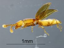 Nově objevený brouk nemá ani milimetr, je slepý a pochází z doby před 220 miliony let