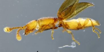 Nově objevený brouk nemá ani milimetr, je slepý a pochází z doby před 220 miliony let