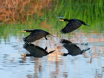 Vzácnost nebo škůdce? Tento velký pták dokáže zlikvidovat celé rybníky