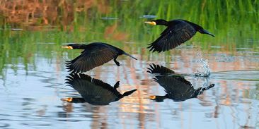 Vzácnost nebo škůdce? Tento velký pták dokáže zlikvidovat celé rybníky