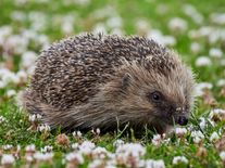 Jak dobře znáte zvířata na své zahradě? Začíná sčítání přírody