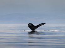 Proč je tak těžké osvobodit velrybu Timmyho? Mladý keporkak počtvrté uvízl