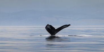 Proč je tak těžké osvobodit velrybu Timmyho? Mladý keporkak počtvrté uvízl