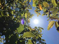 Extrémní počasí se stává normou, vláda by měla začít brát klimatickou změnu vážně