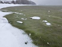 Smutný světový unikát. Led na Lipně je kvůli sinicím zelený