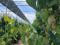 Češi na špici. Agrovoltaiku uvedli správnou cestou