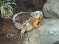 Leguáni padají ze stromů, místo záchrany je z nich maso do tacos