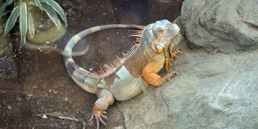 Leguáni padají ze stromů, místo záchrany je z nich maso do tacos