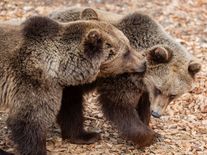 Před 300 lety zastřelili posledního, nyní se medvědi vrátili do Krkonoš