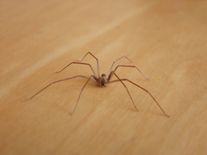 Arachnolog: Jed koutníka obvykle člověka nezabije, v Chorvatsku lidé umí žít i s černými vdovami