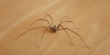 Arachnolog: Jed koutníka obvykle člověka nezabije, v Chorvatsku lidé umí žít i s černými vdovami