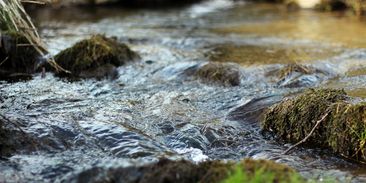 Omnibus Evropské unie: Nenápadný posun pryč od ochrany přírody ve jménu „zjednodušení“