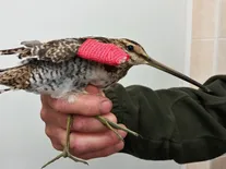 Péče o zraněná zvířata je ohrožena. Státní škrty se týkají i záchranných stanic