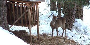 Přikrmování zvěře škodí lesům. Myslivci se ho ale vzdát nemůžou