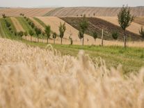 Jednoduché řešení hraboší krize? Zemědělci zkusili lány rozdělit na menší políčka