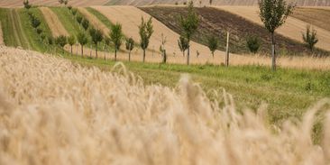 Jednoduché řešení hraboší krize? Zemědělci zkusili lány rozdělit na menší políčka