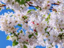 Zažíváme brzké jaro. Stromy raší o tři týdny dřív, probouzí se klíšťata