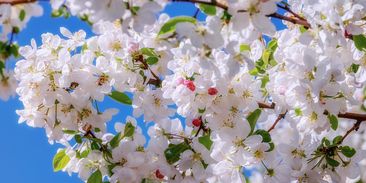 Zažíváme brzké jaro. Stromy raší o tři týdny dřív, probouzí se klíšťata