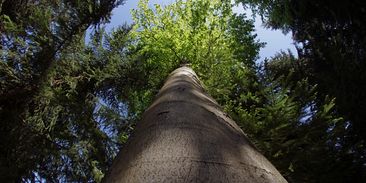 Lesy ČR chtějí před vyhlášením CHKO Krušné hory pokácet vzácné stromy, upozorňuje Greenpeace