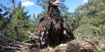 Rekordní rok pro orly mořské na Vysočině. Hnízdí i pták v lednu přiotrávený karbofuranem